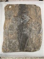 藏品(創孔海百合)的圖片